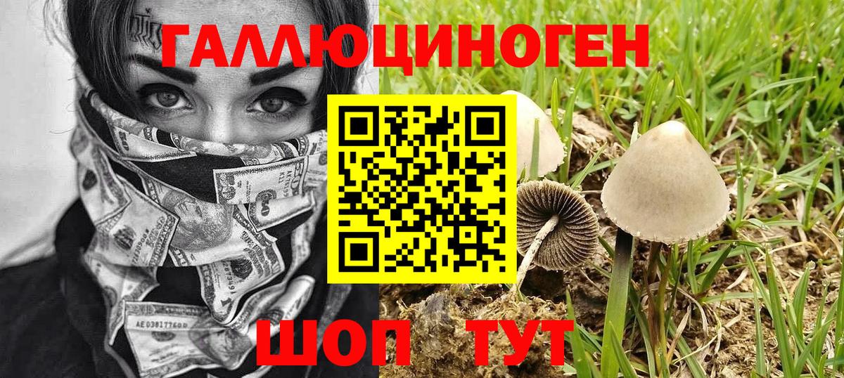 Псилоцибиновые грибы Psilocybine cubensis  Вход с VPN  Ахтубинск  цена   Псилоцибиновые грибы GOLDEN TEACHER 